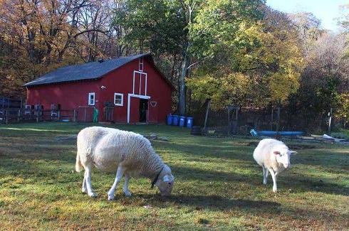 Images shows Popper Farm at Clearpool with two white sheep in the foreground and a red barn and trees in the background.