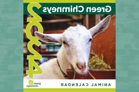 2024 Green Chimneys Animal Calendar cover featuring a white goat